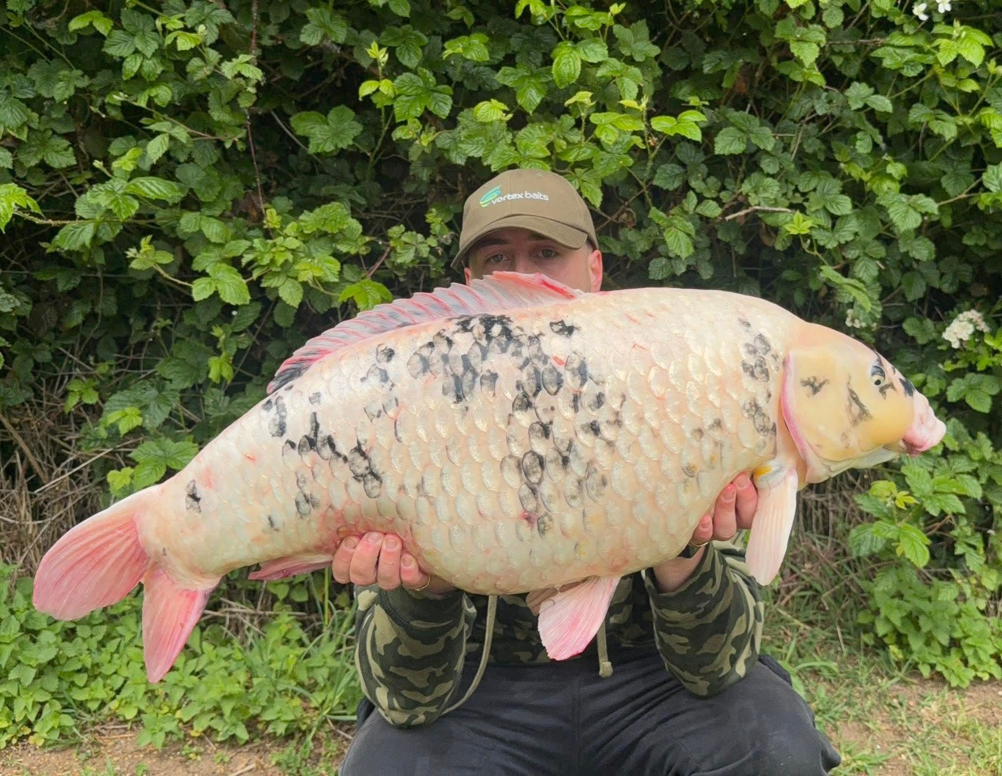 And now for something a bit different! 

@james_maedo_fishing has been doing really well on his local water, but this amazing koi really is the icing on the cake!

The combination of C.K.O. Natural Popup fished over matching bottom baits really did do the trick!

Well done James!

👉 https://vortexbaits.com 👈 

#carpfishing #ukcarp #carpfishinguk #commoncarp #carp